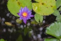 Beautiful purple lotus pond in the park. Background Royalty Free Stock Photo