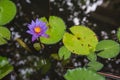 Beautiful purple lotus pond in the park. Background Royalty Free Stock Photo