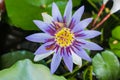 Beautiful purple lotus pond in the park. Background Royalty Free Stock Photo