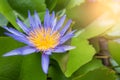 Beautiful purple lotus pond in the park. Background Royalty Free Stock Photo