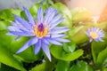 Beautiful purple lotus pond in the park. Background Royalty Free Stock Photo