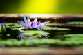 Beautiful Purple Lotus, water plant with reflection Royalty Free Stock Photo