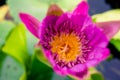 Beautiful purple lotus on the water after rain Royalty Free Stock Photo