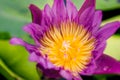 Beautiful purple lotus on the water after rain Royalty Free Stock Photo