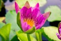 Beautiful purple lotus on the water after rain Royalty Free Stock Photo