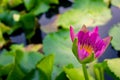 Beautiful purple lotus on the water after rain Royalty Free Stock Photo