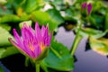 Beautiful purple lotus on the water after rain Royalty Free Stock Photo