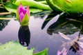 Beautiful purple lotus on the water after rain Royalty Free Stock Photo