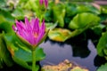 Beautiful purple lotus on the water after rain Royalty Free Stock Photo