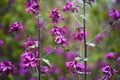 Beautiful purple Lunaria annua L. blooming in spring Royalty Free Stock Photo