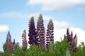 The beautiful purple lupin flowers