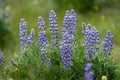 Beautiful purple lupine wildflowers growing in Wyoming