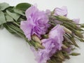 Beautiful purple lysianthus bunch in bloom Royalty Free Stock Photo