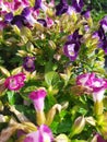 Beautiful purple and magenta garden wishbone flowers Hermosas flores torenias de jardÃÂ­n moradas y magenta