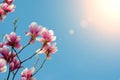 Beautiful purple magnolia flowers blossom in the spring season on the tree with blue sky background and sunlight rays closeup.