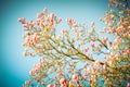 Beautiful purple magnolia flowers in the spring season