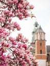 Beautiful purple magnolia flowers in the spring season in Poland. The Wawel Royal Castle. Historic city of Krakow in Royalty Free Stock Photo