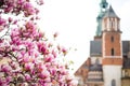 Beautiful purple magnolia flowers in the spring season in Poland. The Wawel Royal Castle. Historic city of Krakow in Royalty Free Stock Photo