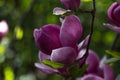 Beautiful purple Magnolia liliiflora Flower with Water Drops early in the Morning. View of a closed pink Mulan Magnolia. Royalty Free Stock Photo