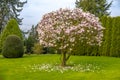 Beautiful purple magnolia tree called `big Dude`