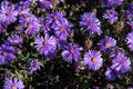 beautiful purple michaelmas daisies background Royalty Free Stock Photo