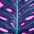 Beautiful purple monstera leaf on pink background. Trendy texture, travel Royalty Free Stock Photo