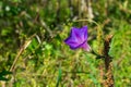 Beautiful purple morning glory flower, Batatilla, Ipomoea violacea