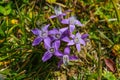 Beautiful purple mountain flowers on the mountainside Royalty Free Stock Photo
