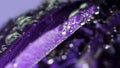 Beautiful purple open bud.Stock footage. Macro photography of art where flowers are lowered into the water and they are