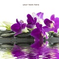 Beautiful purple orchid Royalty Free Stock Photo