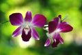 Beautiful purple orchid Royalty Free Stock Photo