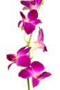 Beautiful purple orchid Royalty Free Stock Photo