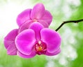 Beautiful purple orchid Royalty Free Stock Photo