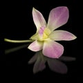 Beautiful purple orchid Royalty Free Stock Photo