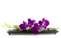 Beautiful purple orchid Royalty Free Stock Photo