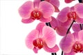 Beautiful purple orchid