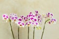 Beautiful purple orchid arranged in the garden