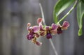 Beautiful purple Orchid Background blurred leaves in the garden Royalty Free Stock Photo