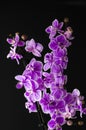 Beautiful purple orchid, black background Royalty Free Stock Photo