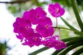 Beautiful purple orchid blooming on the trees. Warm sunshine Backdrop beautiful bokeh Royalty Free Stock Photo
