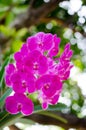 Beautiful purple orchid blooming on the trees. Warm sunshine Backdrop beautiful bokeh Royalty Free Stock Photo