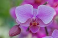 Beautiful purple orchid with blur background Royalty Free Stock Photo
