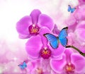 Beautiful purple orchid Royalty Free Stock Photo