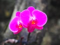 Beautiful purple orchid close up. A beautifuly coloured set of wild Orchids. Royalty Free Stock Photo