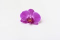 Beautiful purple orchid close-up, on a white background. Isolated pink flower Royalty Free Stock Photo