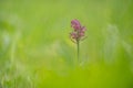 beautiful purple orchid the elder-flowered orchid an endangered plant with a green background in the middle of a meadow Royalty Free Stock Photo