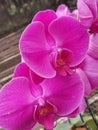 Beautiful purple orchid flower arrangement Royalty Free Stock Photo