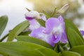 Beautiful purple orchid flower bloom on the tree with sunlight on blur nature background. Royalty Free Stock Photo