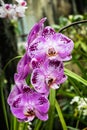 Beautiful purple orchid flower branche