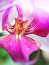 Beautiful purple orchid flower close-up, Royalty Free Stock Photo